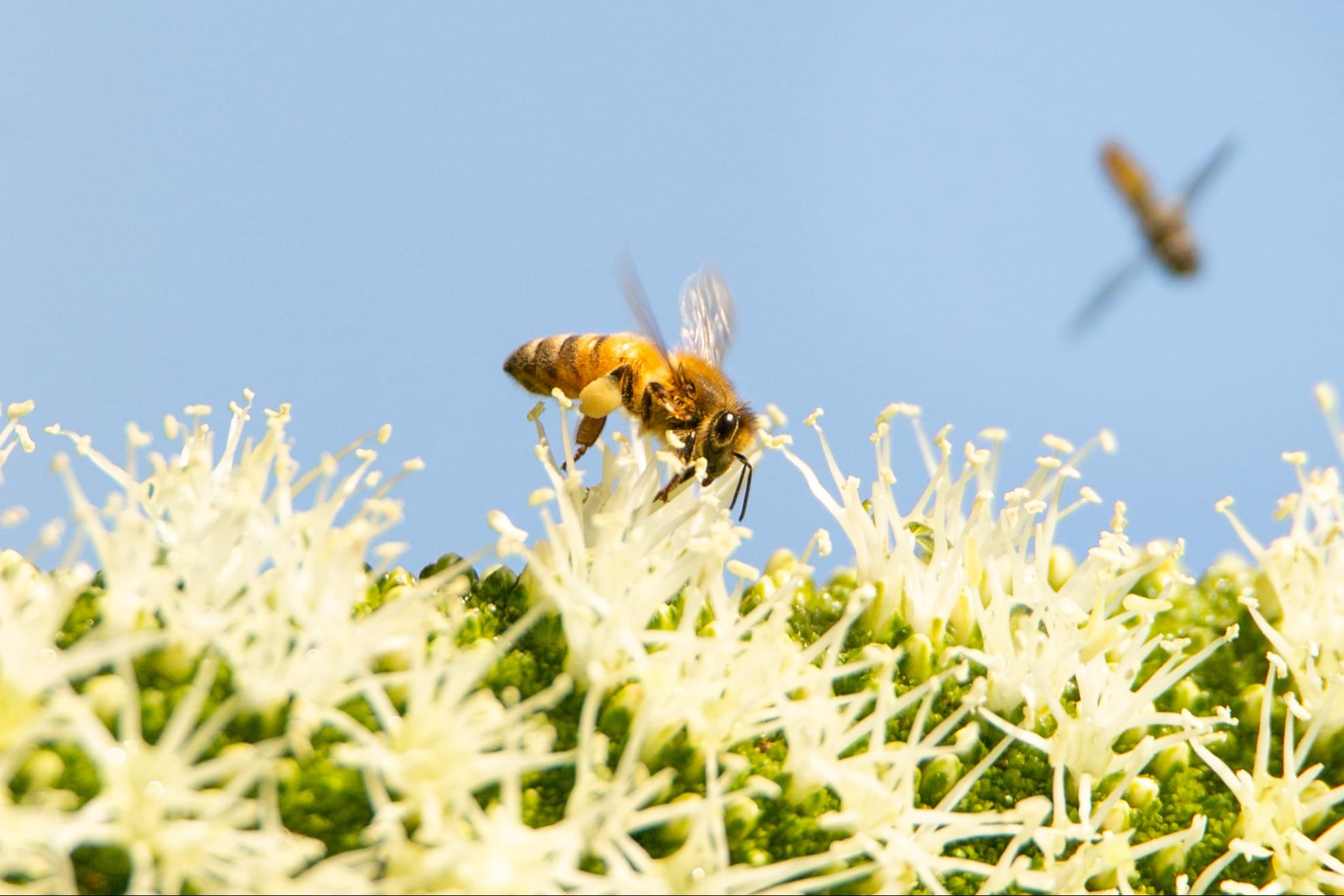 Calling for PIRSA to work with beekeepers