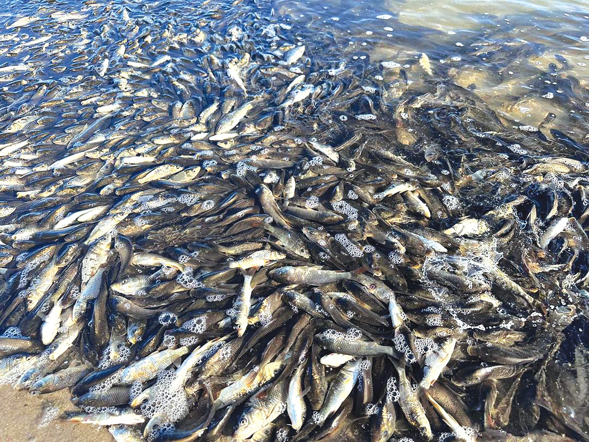 Fish deaths part of a ‘natural process’, PIRSA rules